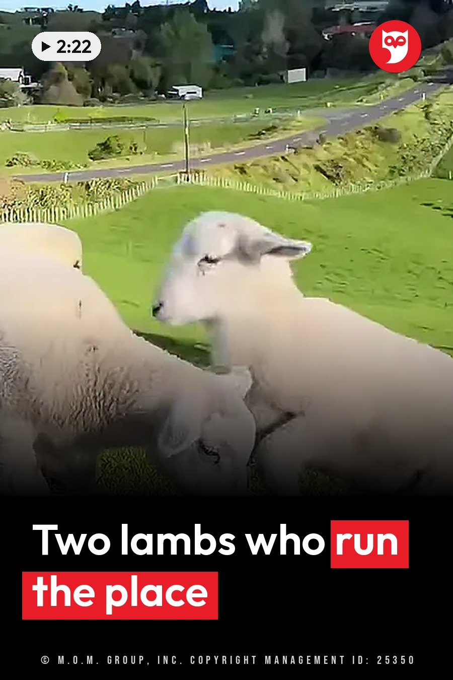 Two white sheep stand close together on green grass near a road, with houses in the background. A headline runs in white letters across the lower third.