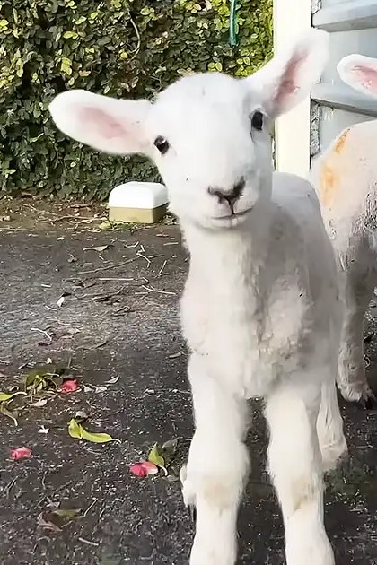 Two young lambs with white coats and pink ears near a corrugated metal wall outdoors, possibly spring or summer, with greenery around.