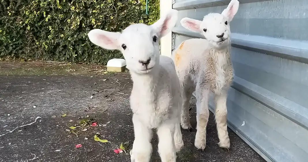 Two young lambs with white coats and pink ears near a corrugated metal wall outdoors, possibly spring or summer, with greenery around.