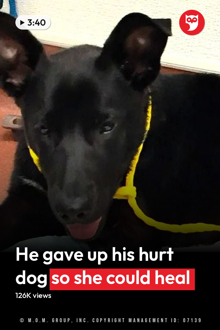 A black Labrador Retriever or German Shepherd mix with a yellow collar, bandaged paw, in an indoor animal care facility setting. The headline runs in white letters across the lower third.