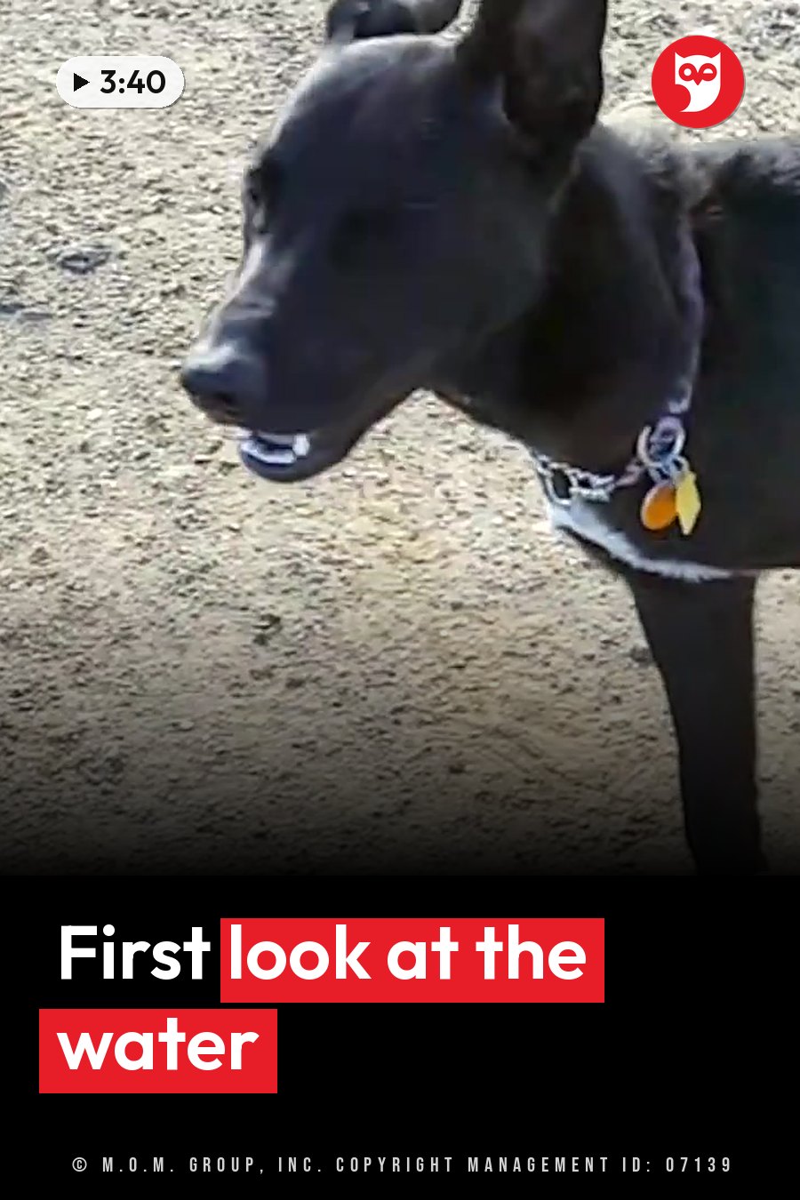A black dog with a collar stands on gravel with her head turned slightly to the side. A headline runs in white letters across the lower third.