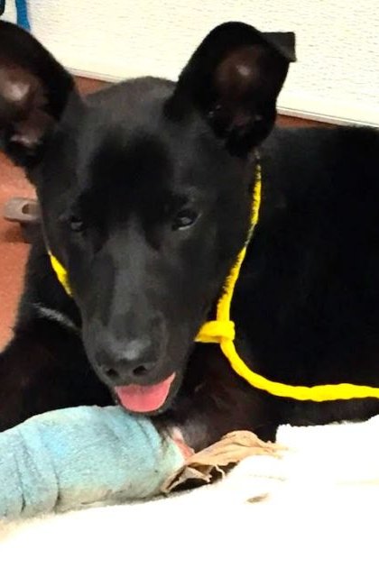 A black Labrador Retriever or German Shepherd mix with a yellow collar, bandaged paw, in an indoor animal care facility setting.