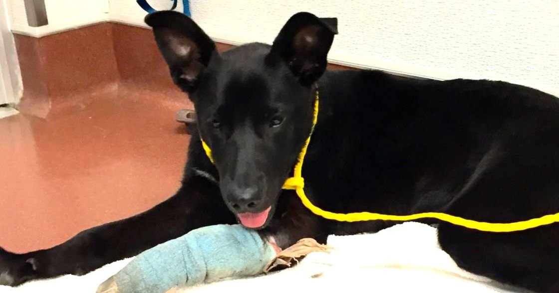A black Labrador Retriever or German Shepherd mix with a yellow collar, bandaged paw, in an indoor animal care facility setting.