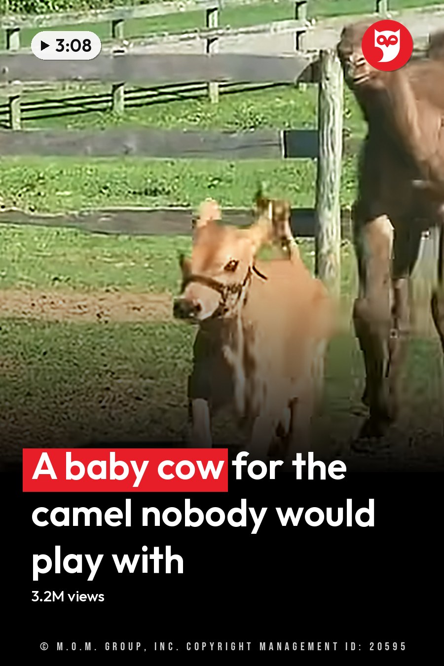 A camel and a calf in an outdoor enclosure at a zoo or wildlife park during spring or summer with natural daylight. The headline runs in white letters across the lower third.