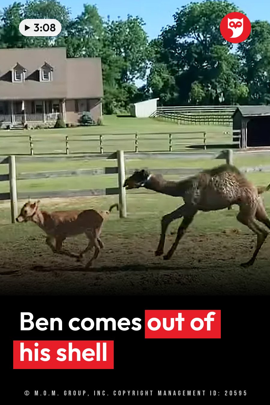 Two young animals run side by side across a grassy field near wooden fences and houses. A headline runs in white letters across the lower third.
