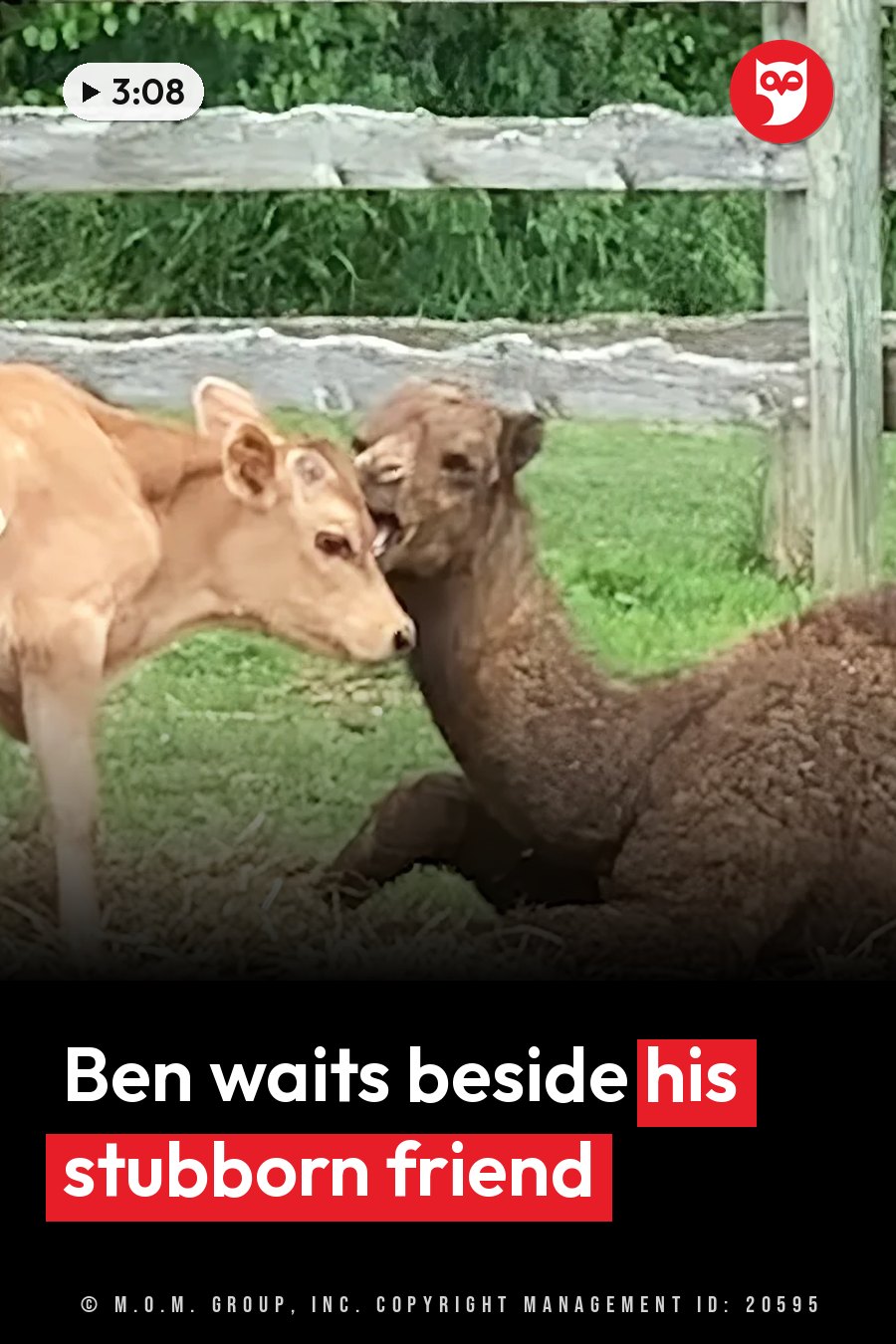 A brown calf stands beside a dark brown animal lying on the grass next to a wooden fence. A headline runs in white letters across the lower third.