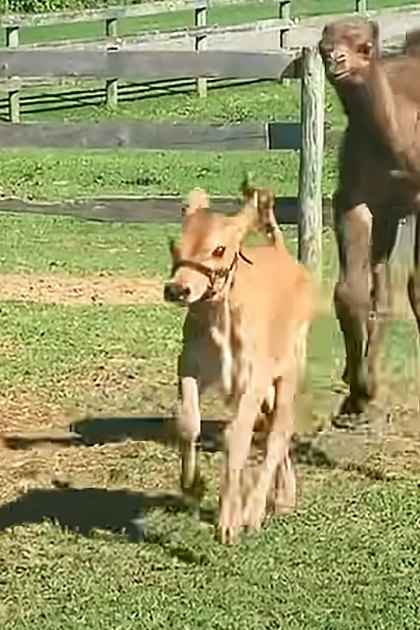 A camel and a calf in an outdoor enclosure at a zoo or wildlife park during spring or summer with natural daylight.