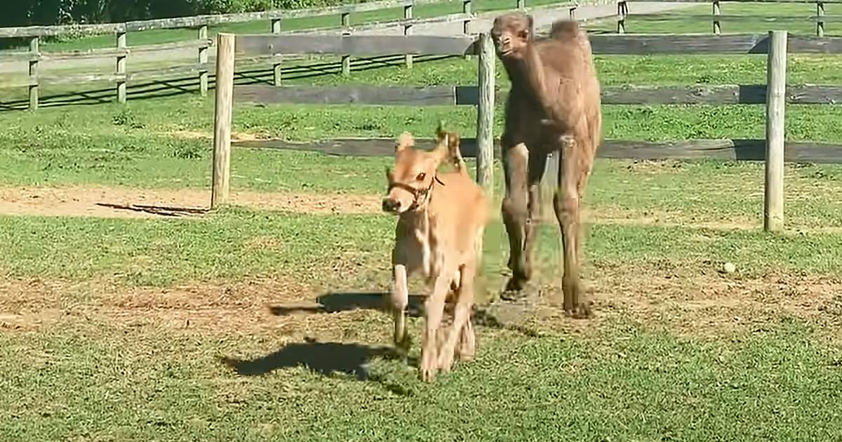 A camel and a calf in an outdoor enclosure at a zoo or wildlife park during spring or summer with natural daylight.