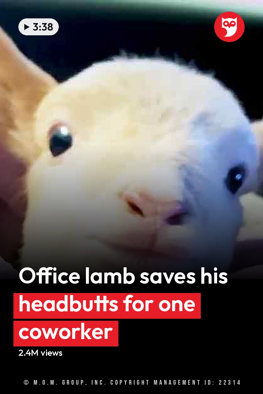 A young alpaca with a light brown coat stands indoors in what appears to be a living room or dedicated space for the animal. The headline runs in white letters across the lower third.