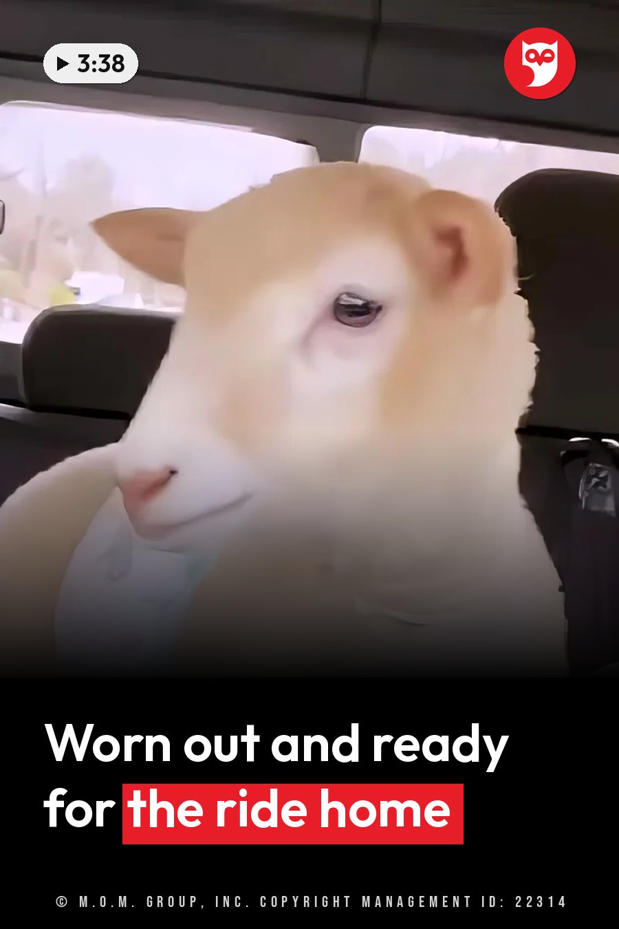 A light-colored lamb sits inside a vehicle with his head turned to one side. A headline runs in white letters across the lower third.