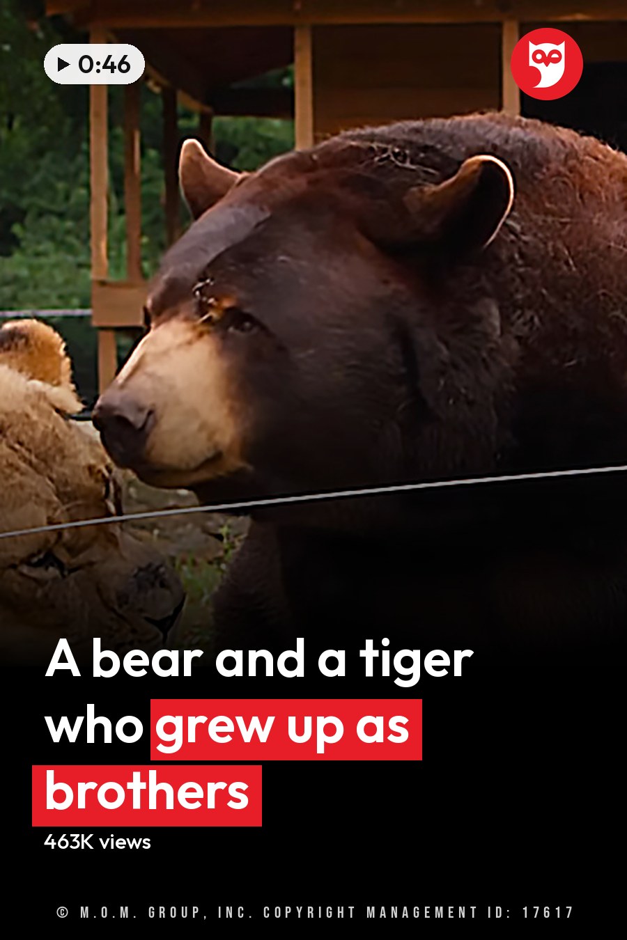 A lioness with a light brown coat and darker mane stands beside a large dark brown bear in an outdoor enclosure at a zoo or wildlife sanctuary, surrounded by lush greenery under natural daylight. The headline runs in white letters across the lower third.