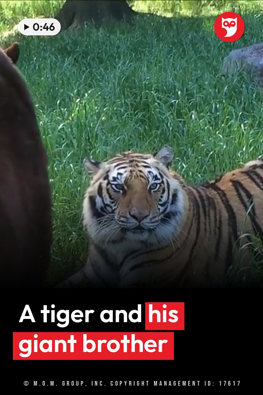 A tiger lies on grass looking straight ahead while a brown animal stands nearby. A headline runs in white letters across the lower third.