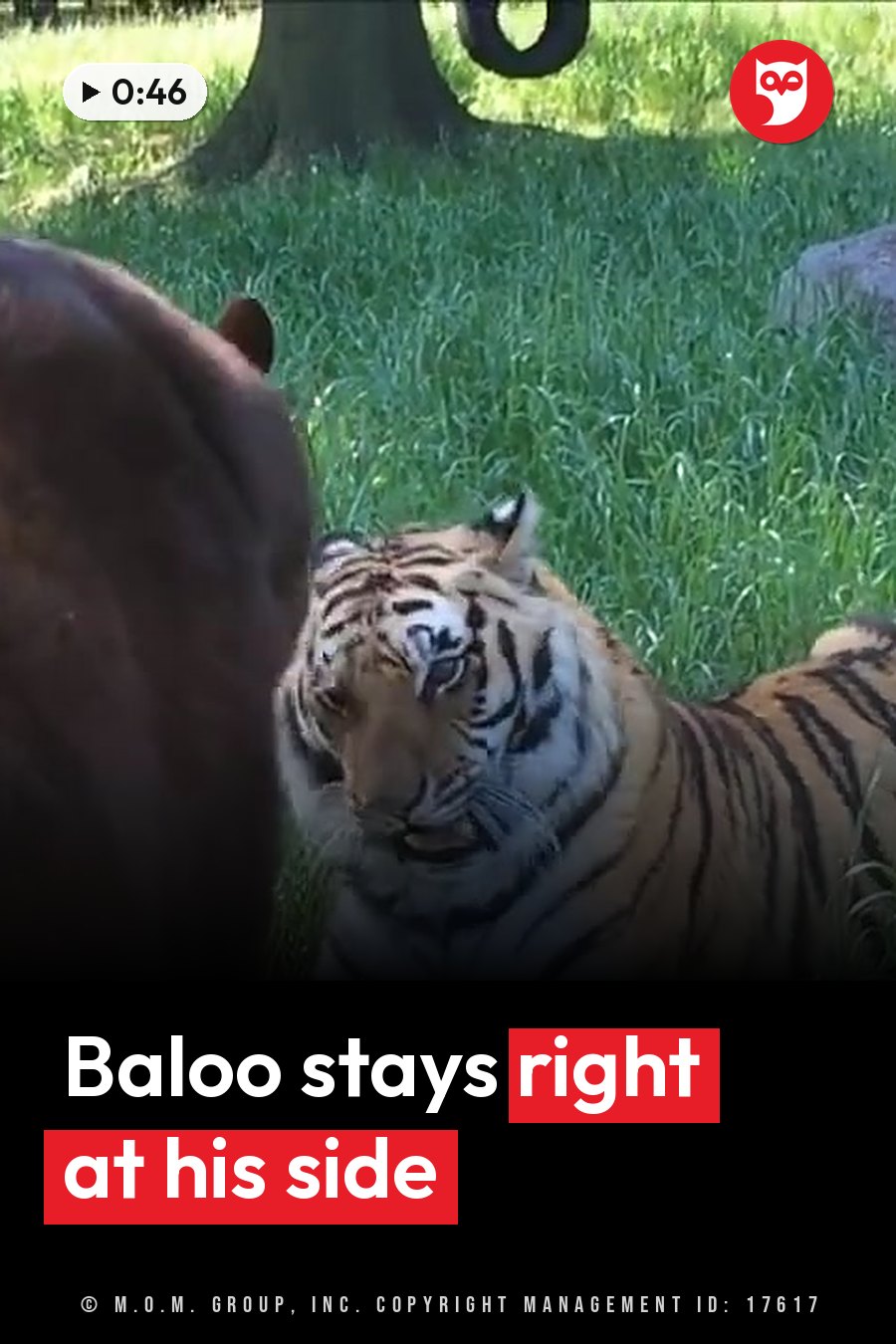 A tiger sits on grass near a tree with his mouth slightly open; part of another animal's back is visible beside him. A headline runs in white letters across the lower third.