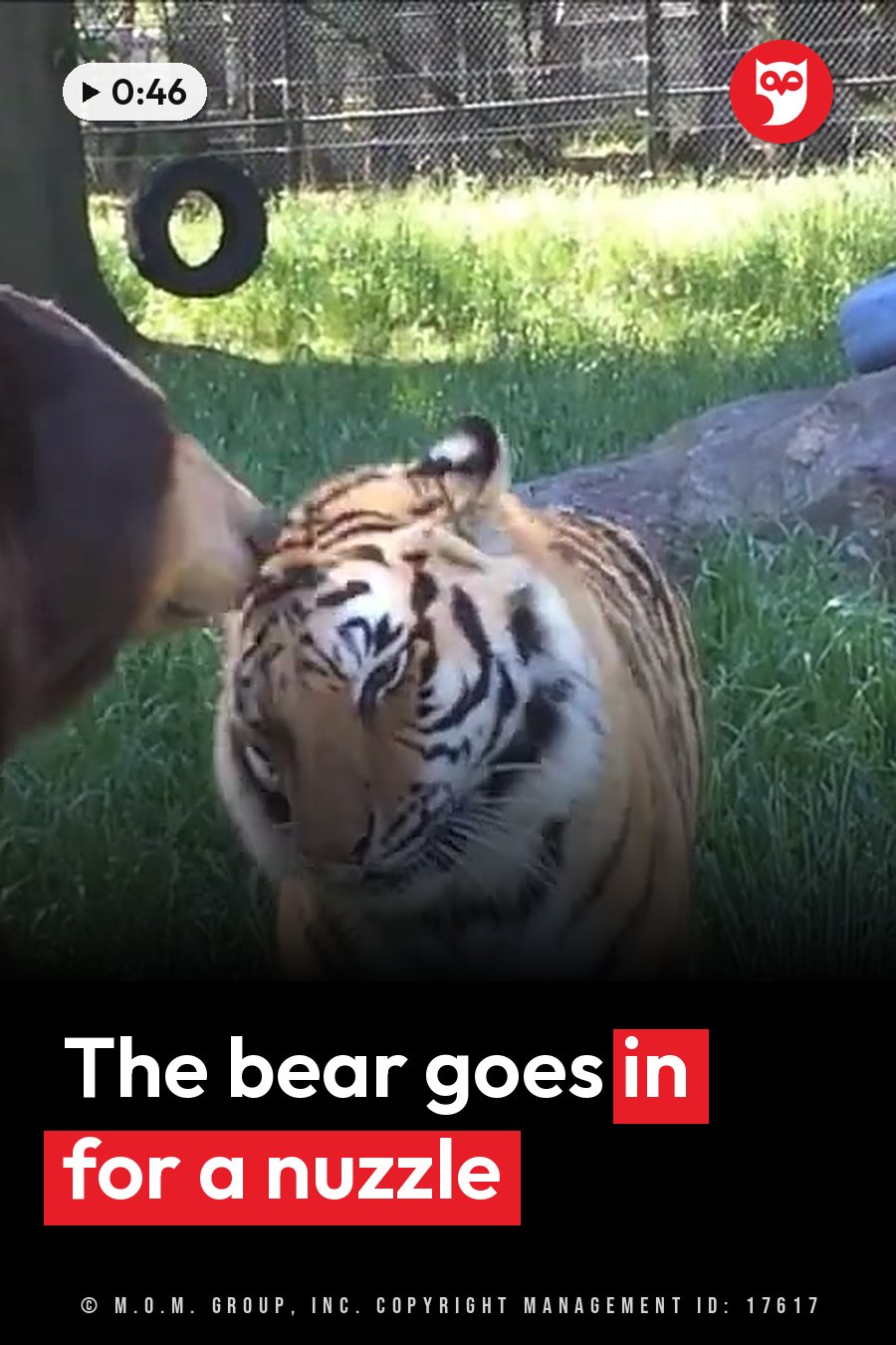 A tiger stands in grass near a fence while another animal nuzzles the tiger's head. A headline runs in white letters across the lower third.
