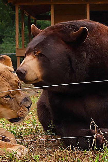 A lioness with a light brown coat and darker mane stands beside a large dark brown bear in an outdoor enclosure at a zoo or wildlife sanctuary, surrounded by lush greenery under natural daylight.