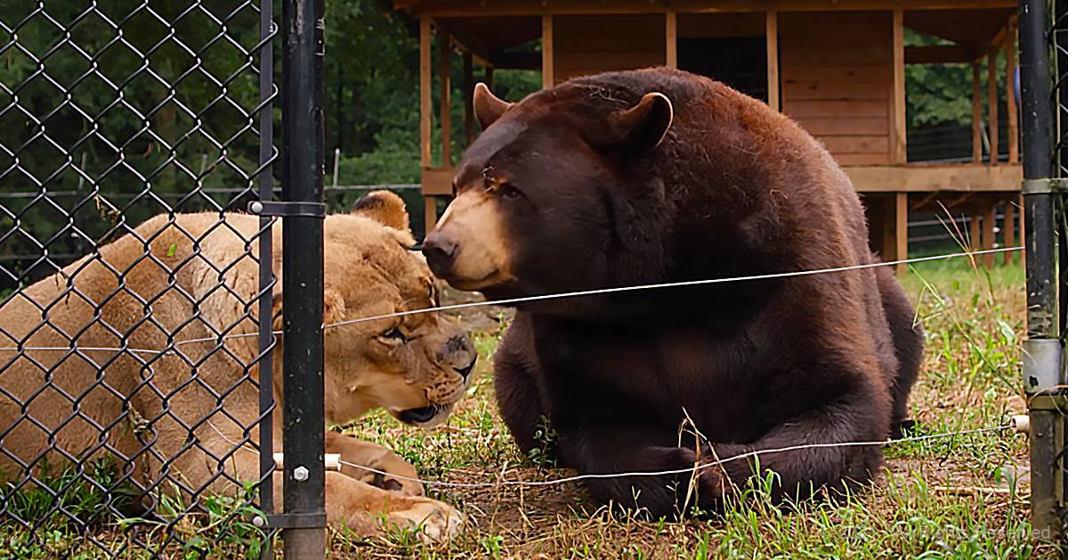 A lioness with a light brown coat and darker mane stands beside a large dark brown bear in an outdoor enclosure at a zoo or wildlife sanctuary, surrounded by lush greenery under natural daylight.