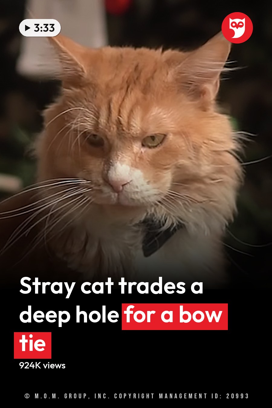 An adult male cat with orange fur and white patches, possibly a Maine Coon breed, wearing a small black bow tie indoors near a Christmas tree during winter. The headline runs in white letters across the lower third.
