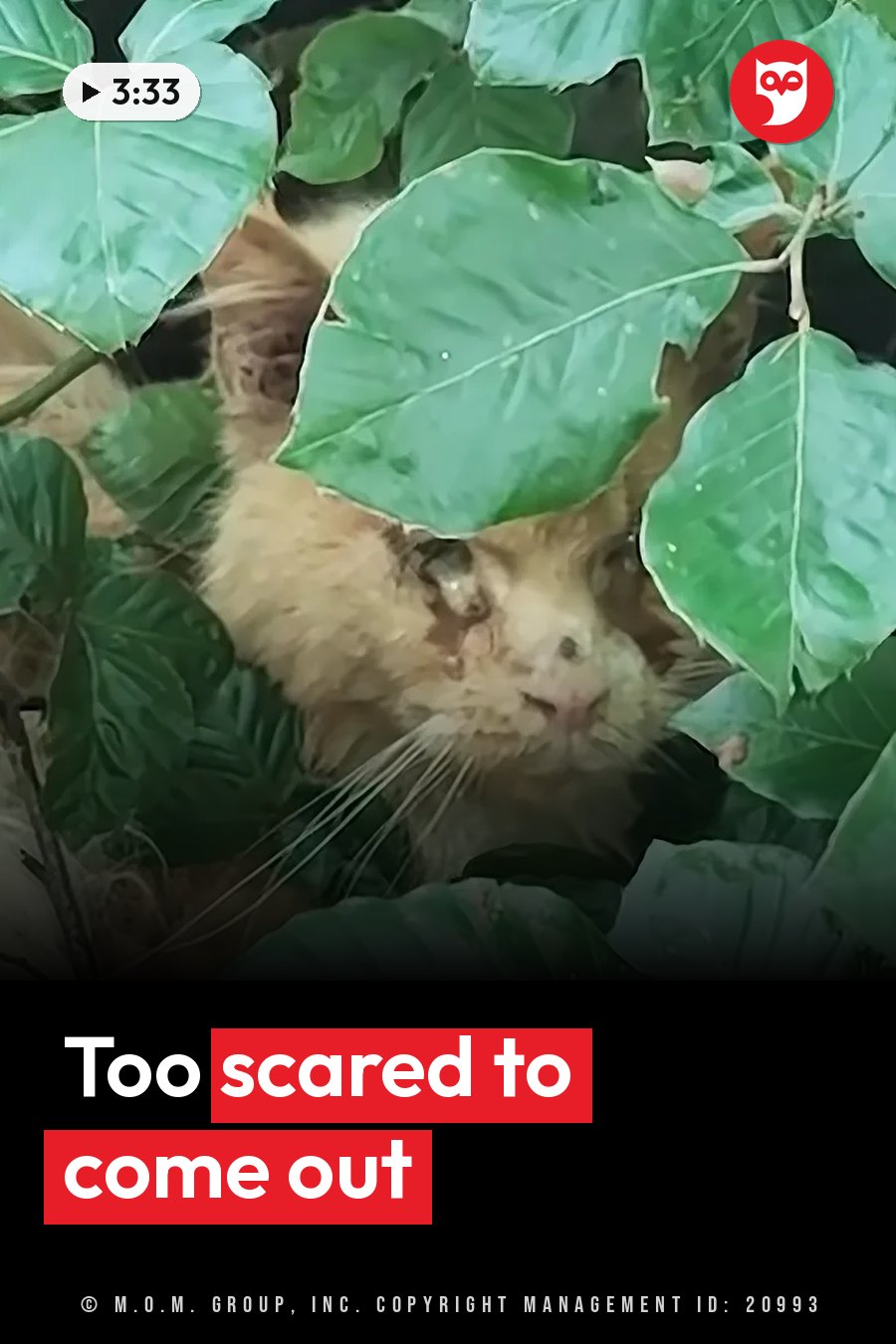 A fluffy orange cat peeks through large green leaves, his face partly hidden. A headline runs in white letters across the lower third.