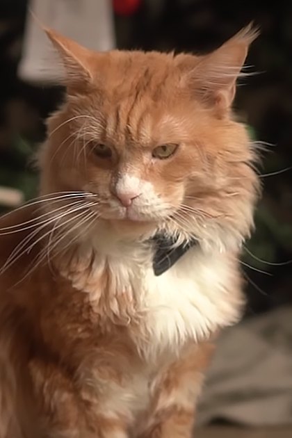 An adult male cat with orange fur and white patches, possibly a Maine Coon breed, wearing a small black bow tie indoors near a Christmas tree during winter.