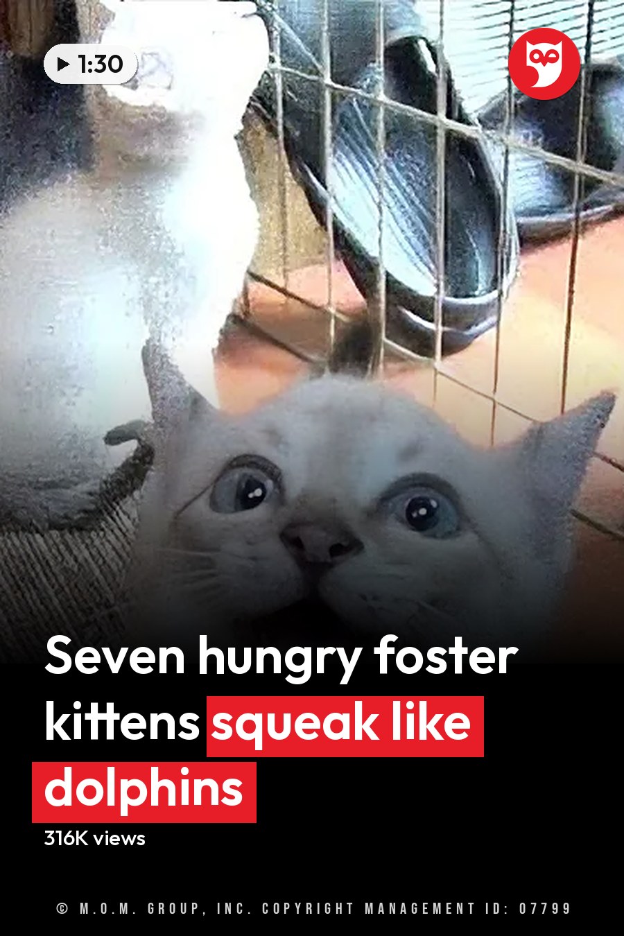 A light-colored kitten with wide eyes and an open mouth, surrounded by others in a home setting with natural lighting. The headline runs in white letters across the lower third.