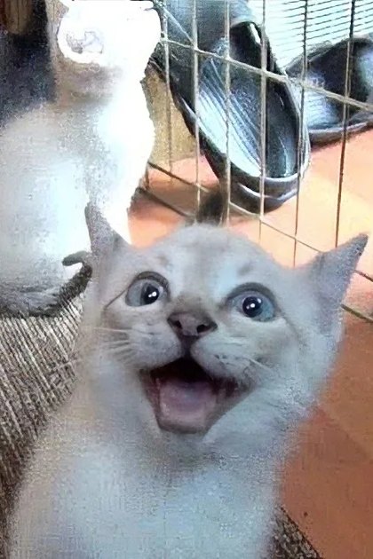 A light-colored kitten with wide eyes and an open mouth, surrounded by others in a home setting with natural lighting.