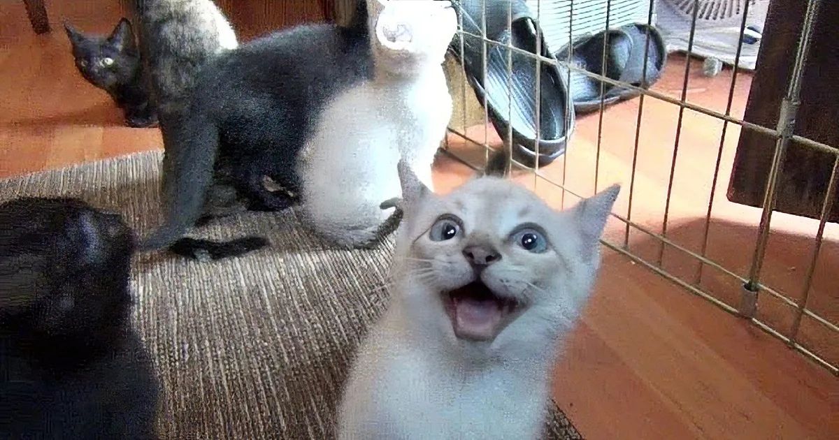 A light-colored kitten with wide eyes and an open mouth, surrounded by others in a home setting with natural lighting.