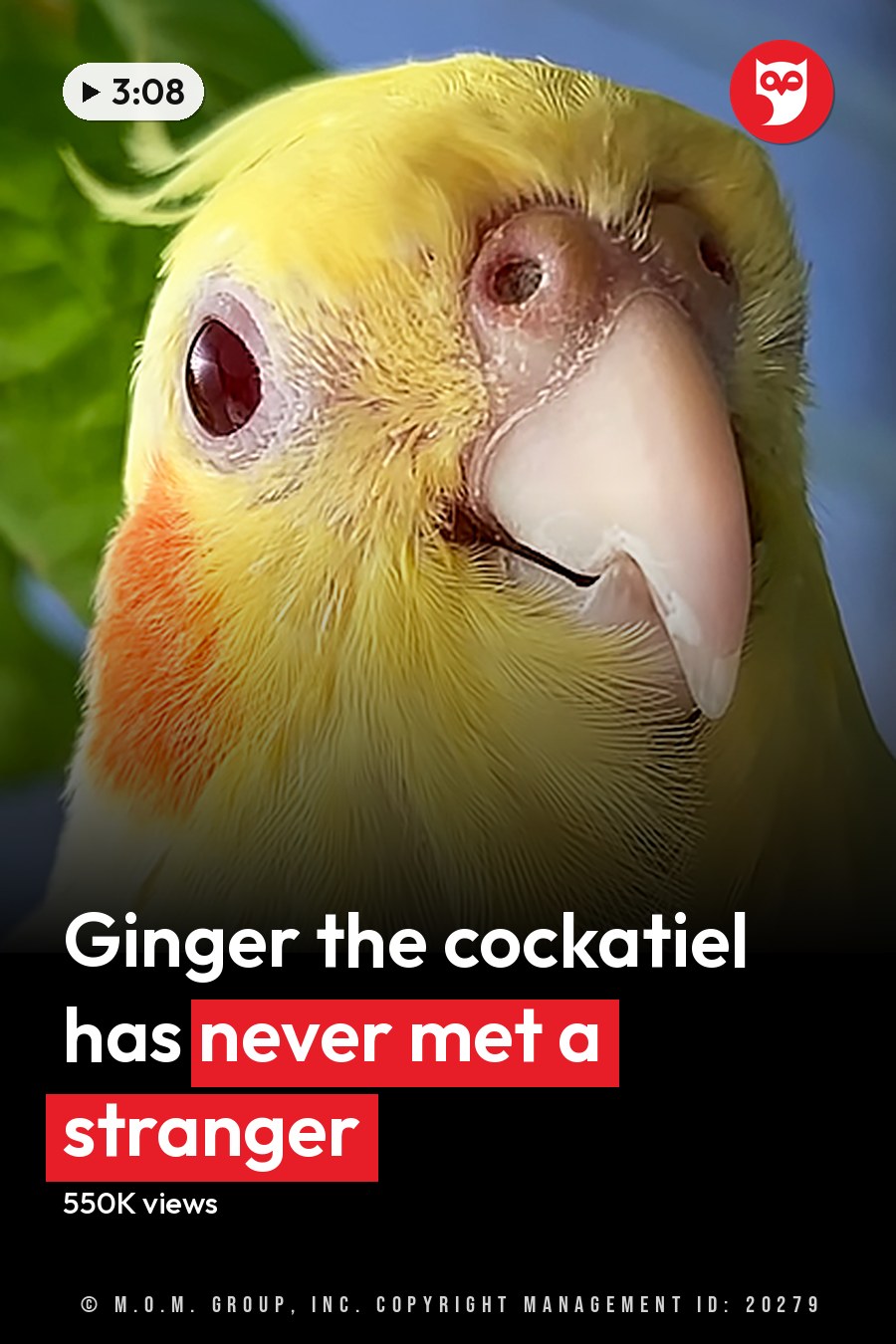A cockatiel with yellow head feathers and orange cheek patches indoors near a window, surrounded by green leaves. The headline runs in white letters across the lower third.