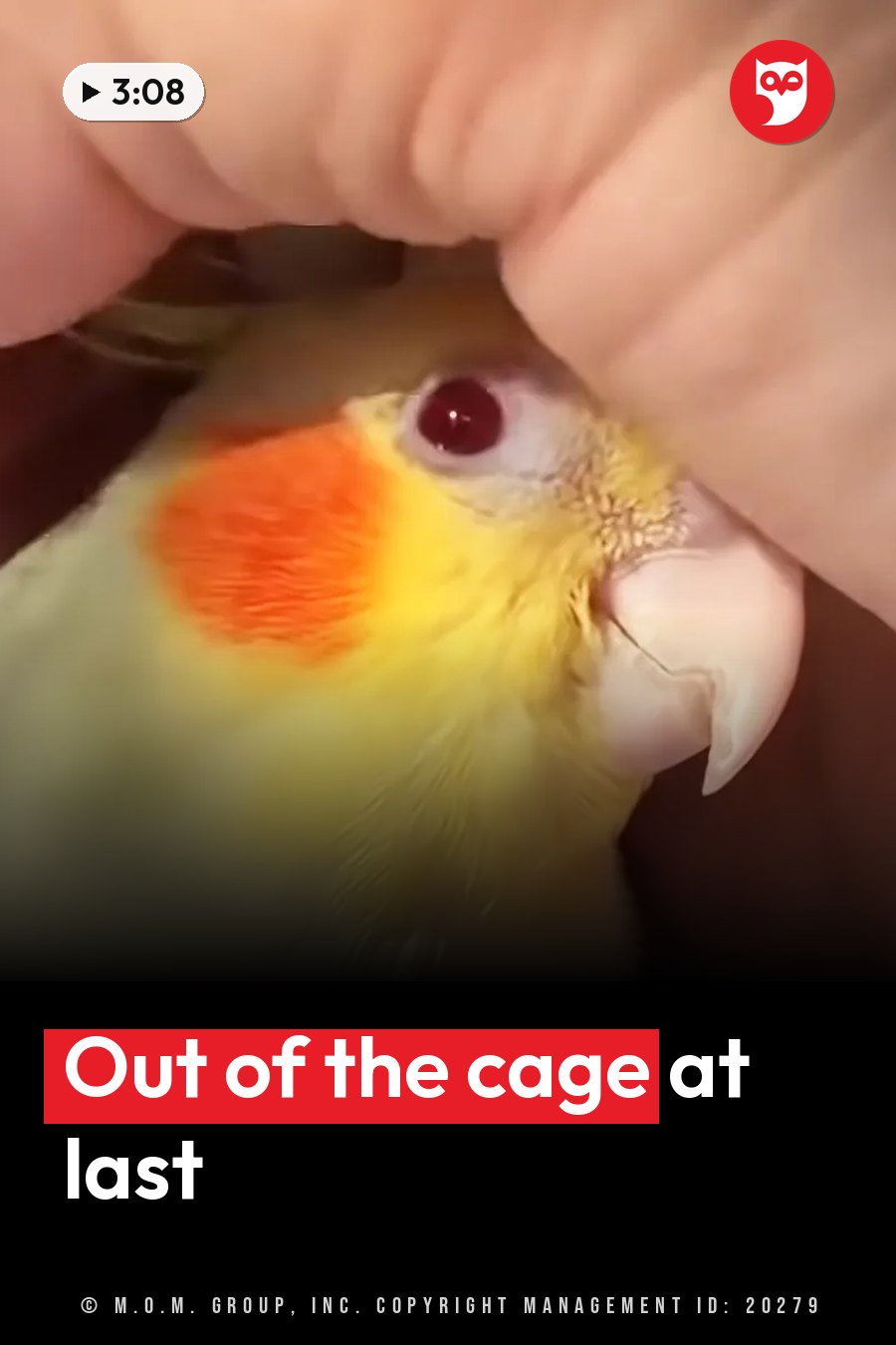 A hand gently holds a small yellow cockatiel with an orange cheek patch and a red eye. A headline runs in white letters across the lower third.