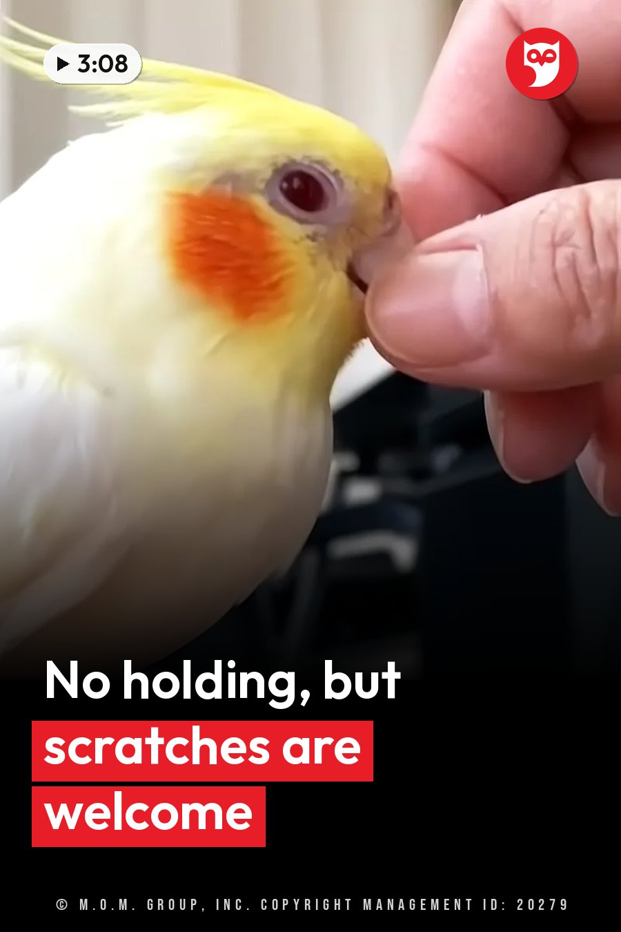 A yellow cockatiel with orange cheek patches nuzzles a person's finger near its beak. A headline runs in white letters across the lower third.