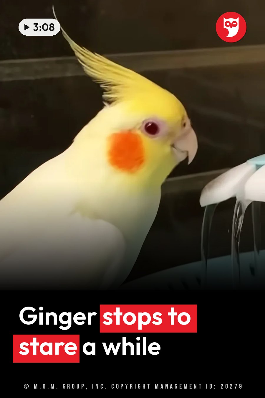 A cockatiel with a yellow head and an orange cheek patch watches water drip from a faucet. A headline runs in white letters across the lower third.