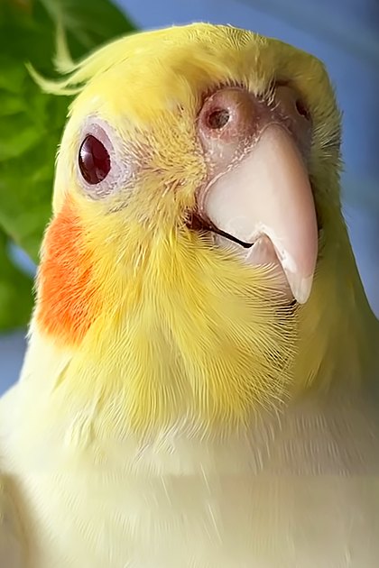 A cockatiel with yellow head feathers and orange cheek patches indoors near a window, surrounded by green leaves.