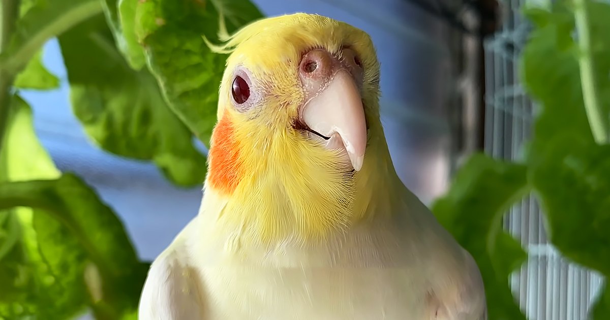 A cockatiel with yellow head feathers and orange cheek patches indoors near a window, surrounded by green leaves.
