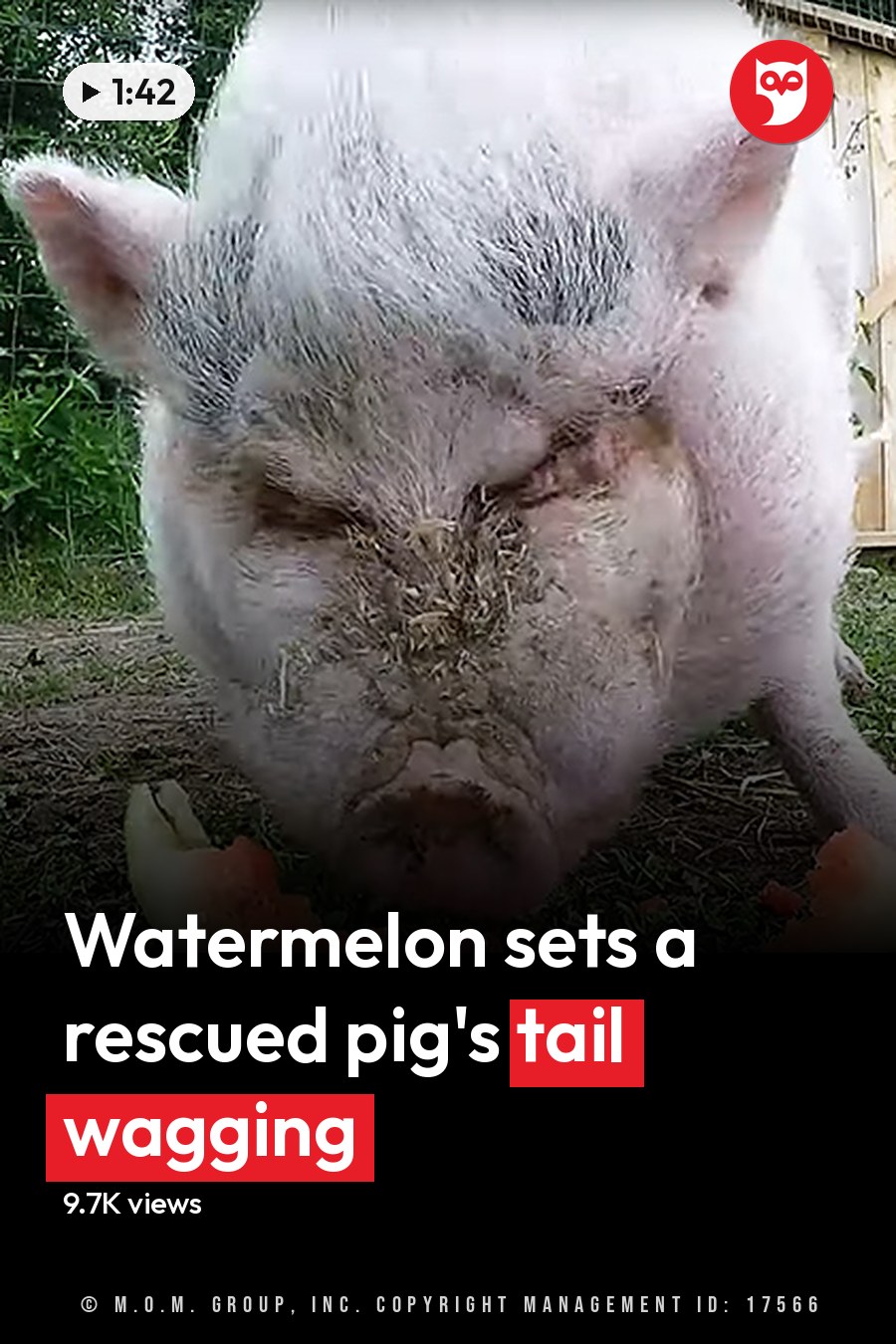A pig with white fur and gray patches eating a watermelon slice in an outdoor farm setting during spring or summer. The headline runs in white letters across the lower third.