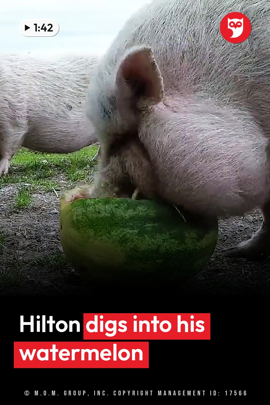A pig eats a piece of watermelon on the grass while another pig stands nearby. A headline runs in white letters across the lower third.