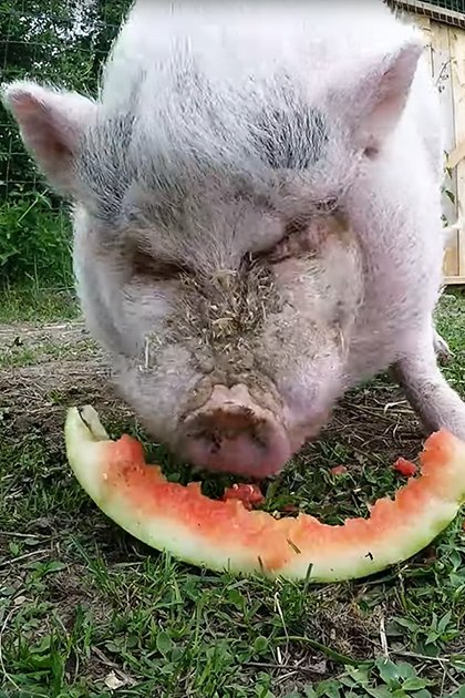 A pig with white fur and gray patches eating a watermelon slice in an outdoor farm setting during spring or summer.