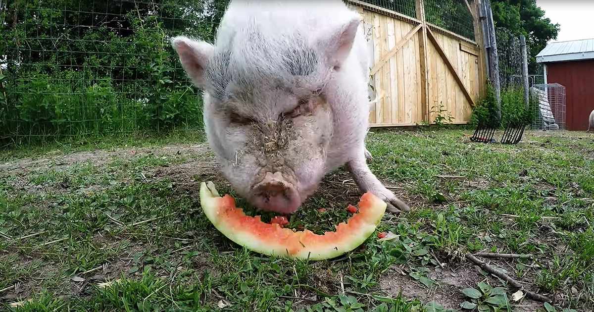 A pig with white fur and gray patches eating a watermelon slice in an outdoor farm setting during spring or summer.