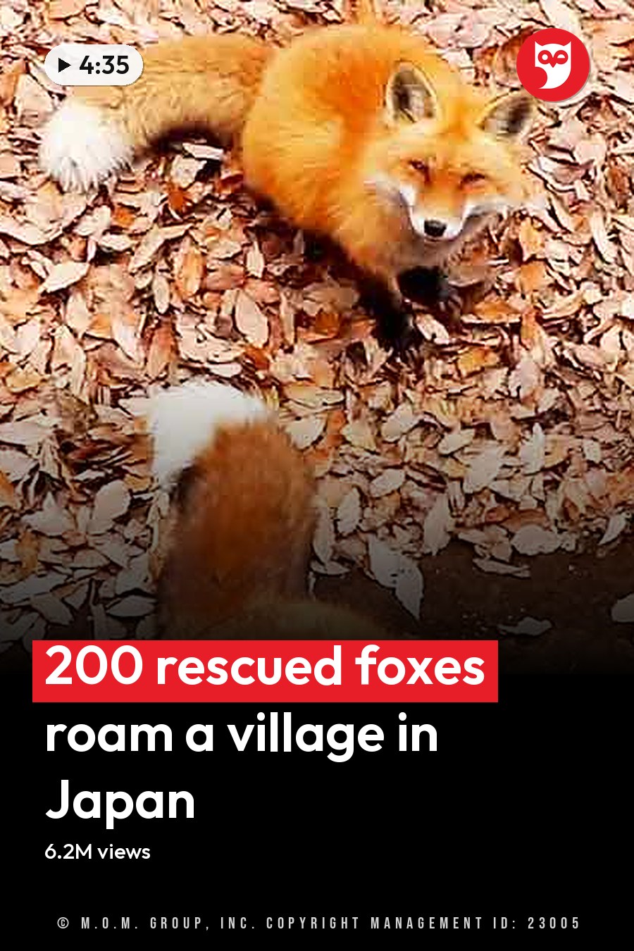 Four red foxes (Vulpes vulpes) in an outdoor autumn setting with fallen leaves on the ground under natural daylight, primarily shades of orange and brown earth tones. The headline runs in white letters across the lower third.