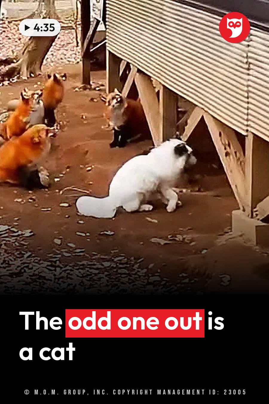 A white cat sits near several red foxes under a wooden structure on dirt ground scattered with leaves. A headline runs in white letters across the lower third.