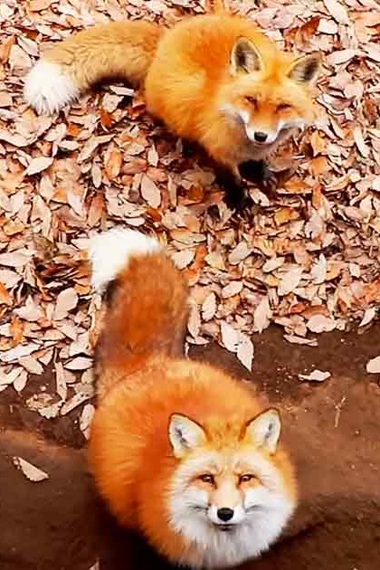 Four red foxes (Vulpes vulpes) in an outdoor autumn setting with fallen leaves on the ground under natural daylight, primarily shades of orange and brown earth tones.