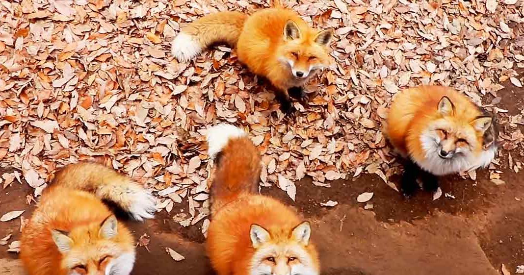 Four red foxes (Vulpes vulpes) in an outdoor autumn setting with fallen leaves on the ground under natural daylight, primarily shades of orange and brown earth tones.