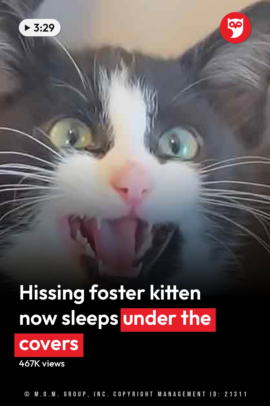 A black-and-white cat with green eyes indoors during daylight. The headline runs in white letters across the lower third.