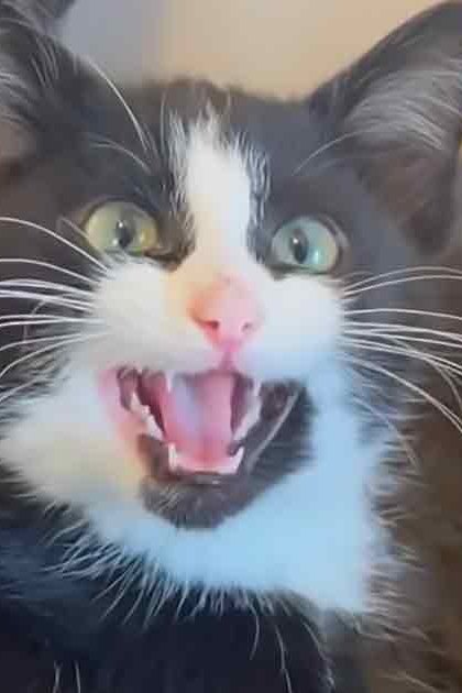 A black-and-white cat with green eyes indoors during daylight.