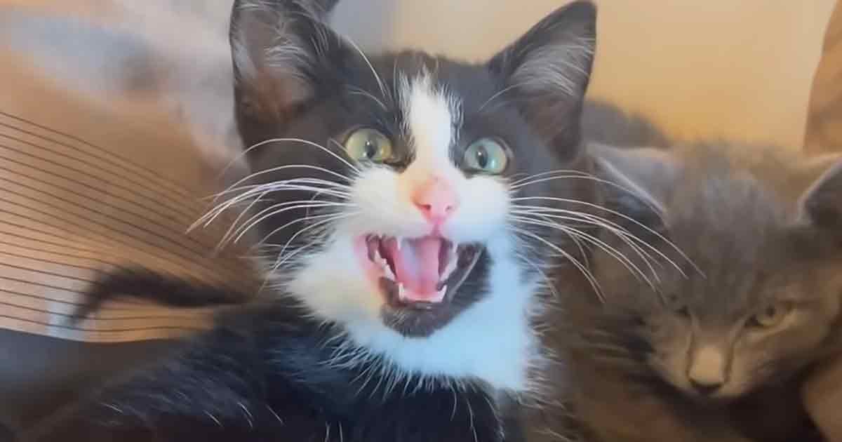 A black-and-white cat with green eyes indoors during daylight.