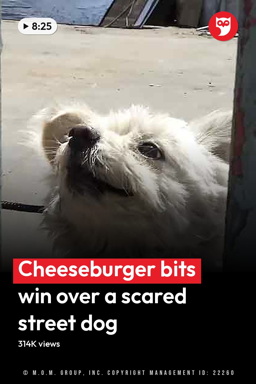 A small white curly-furred dog, possibly a Maltese, stands outdoors on concrete with metal poles and scattered urban items in soft natural daylight. The headline runs in white letters across the lower third.