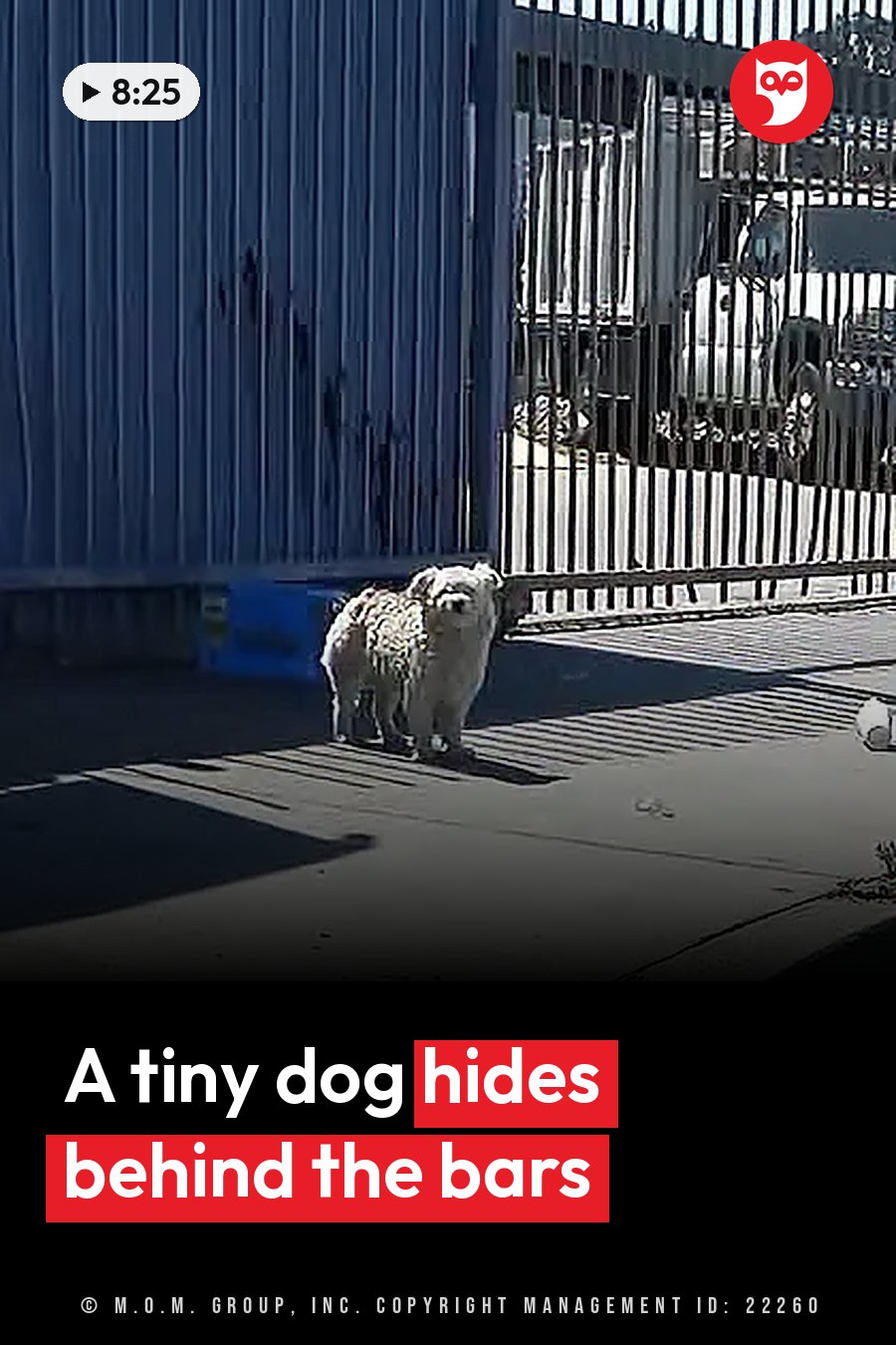 A small white dog stands on sunny pavement beside a blue wall and a metal fence gate. A headline runs in white letters across the lower third.