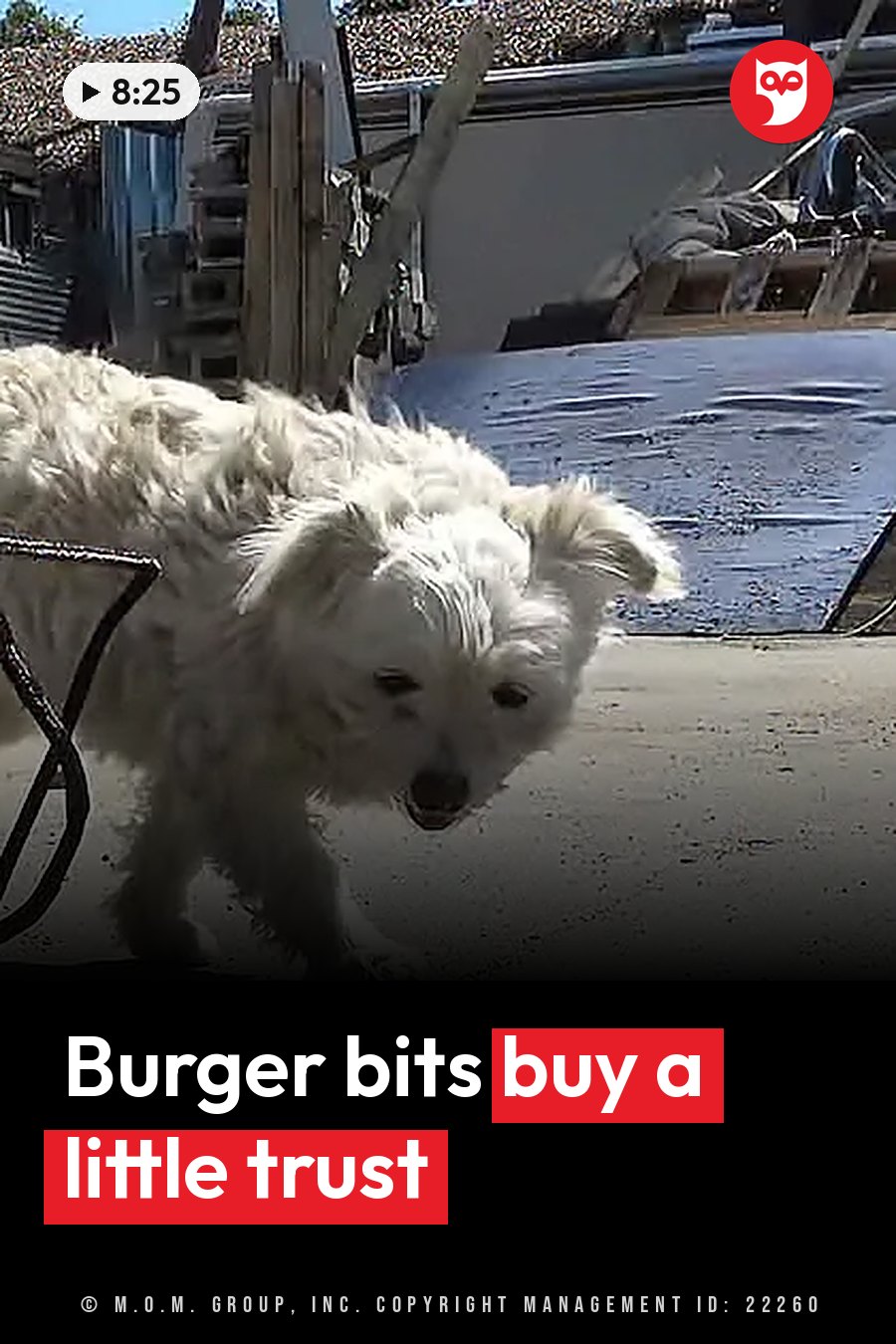 A white fluffy dog walks toward the camera across pavement, with construction materials nearby. A headline runs in white letters across the lower third.