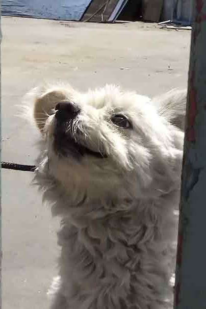 A small white curly-furred dog, possibly a Maltese, stands outdoors on concrete with metal poles and scattered urban items in soft natural daylight.
