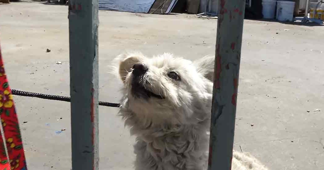 A small white curly-furred dog, possibly a Maltese, stands outdoors on concrete with metal poles and scattered urban items in soft natural daylight.