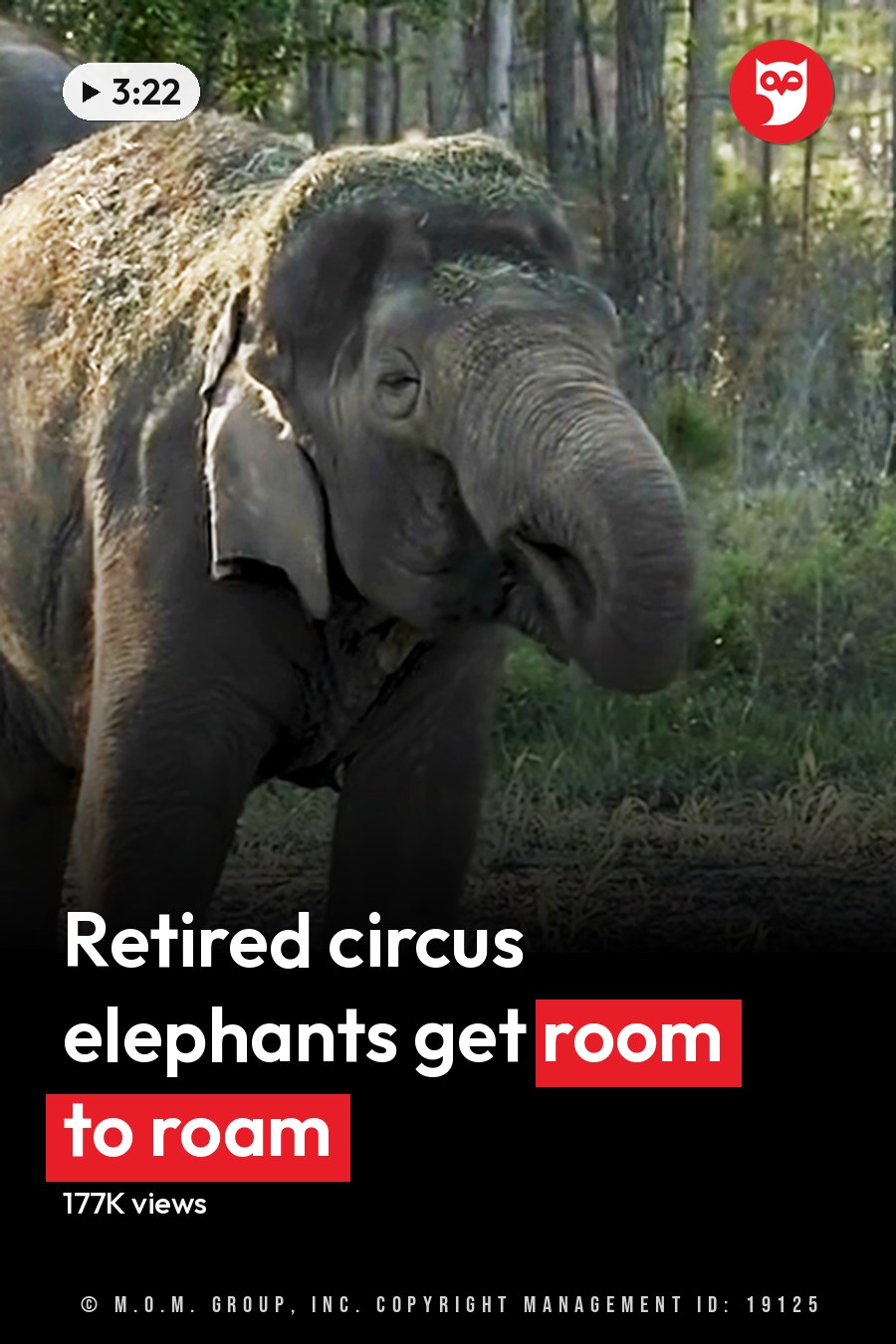 A baby elephant with light brown coat in a forested area at daytime. The headline runs in white letters across the lower third.