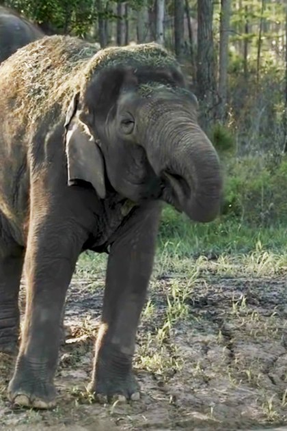 A baby elephant with light brown coat in a forested area at daytime.